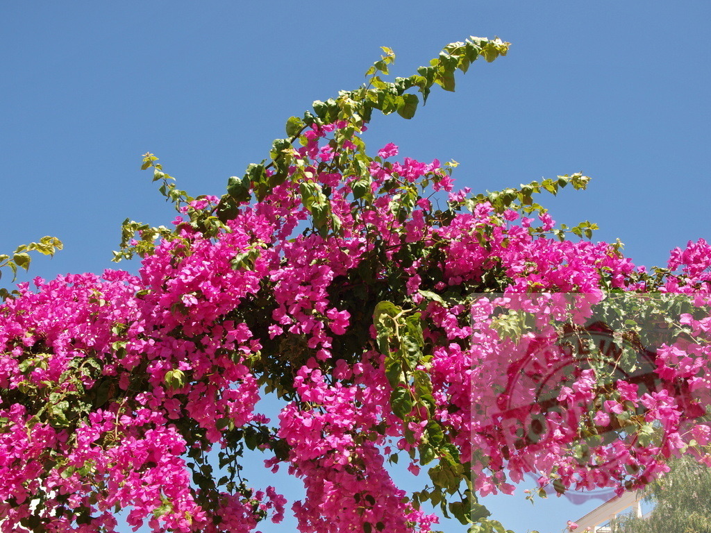 Bougainvillea flowers blooming against a vibrant blue sky | Pink bougainvillea flowers creating a colorful canopy against a clear blue sky - Realized with Pictrs.com