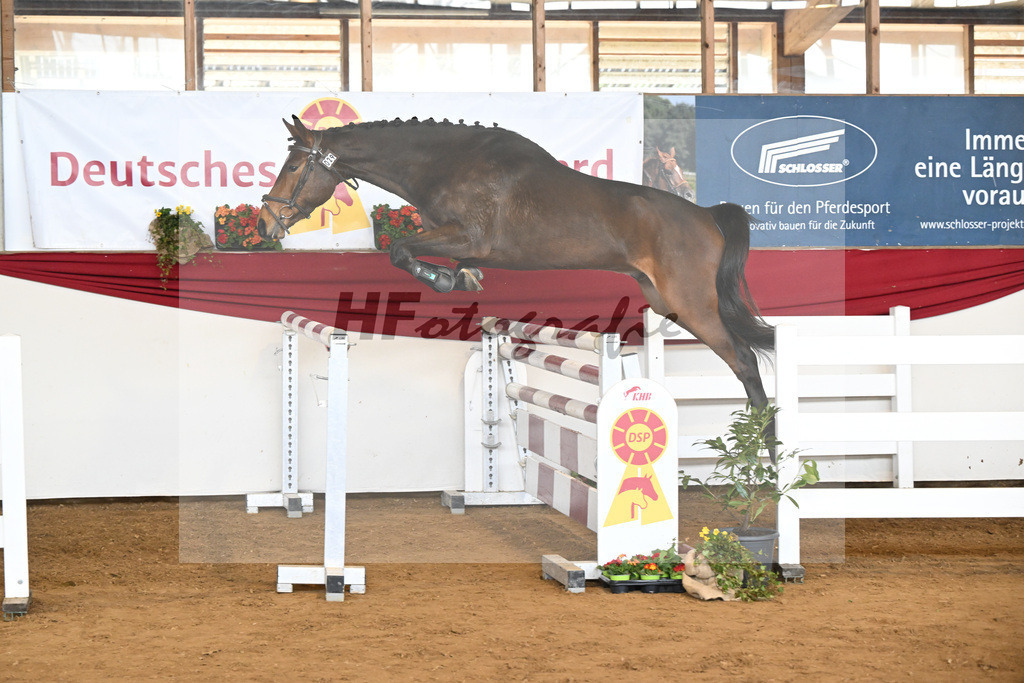 Kat-Nr. 29 Ari Z v. Adzaro de L Abbaye B_Friz_16250717 | hf-fotografie - Realisiert mit Pictrs.com
