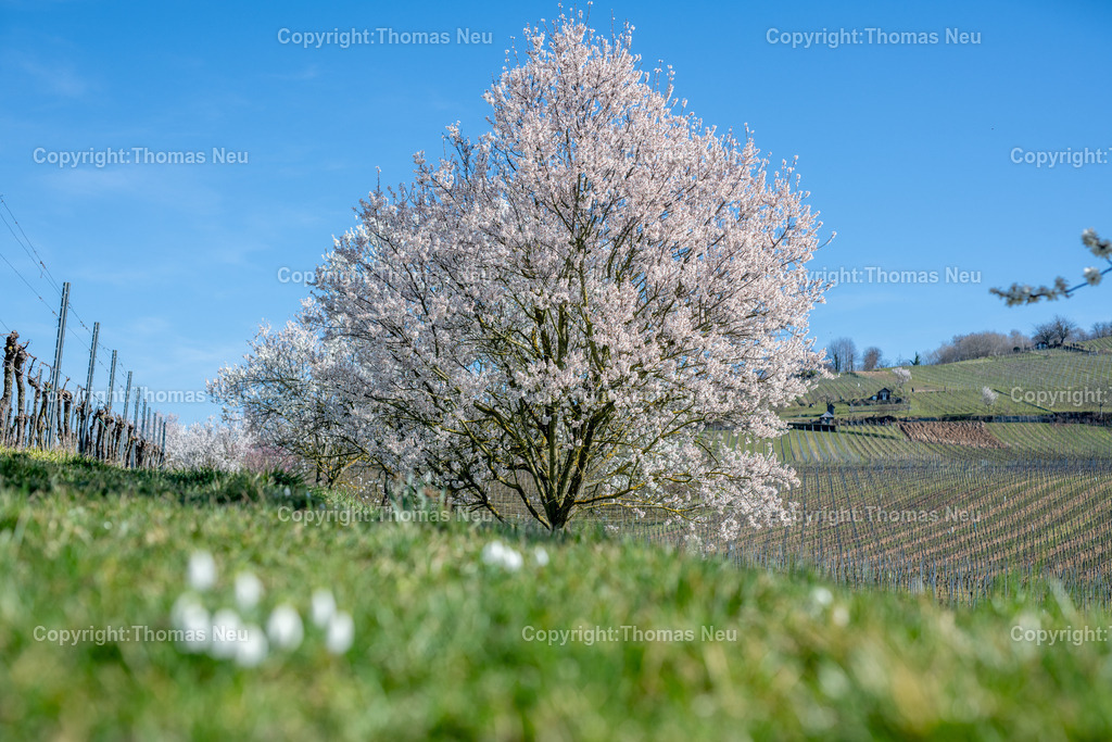 Mandelbluete-Bergstrasse-Weinberge-Fruehling-hessische-bergstrasse-Bensheim-Heppenheim-Fotografie-Thomas_neu-1251 | Die Mandelblüte an der Hessischen Bergstraße gehört zu den schönsten Frühlingsmomenten der Region. Ein blühender Mandelbaum steht oberhalb der Weinberge zwischen Bensheim und Heppenheim und bietet einen weiten Blick über die Rebenlandschaft.  Die Kombination aus blühenden Mandelbäumen, Weinbergen und der sanften Landschaft der Bergstraße macht diese Szene zu einem typischen Motiv des Frühlings in Südhessen.,Bild: Thomas Neu
