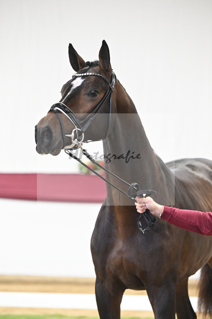 Kat-Nr. 13 Escaneno x De Niro-Christoph Wahler_47250205 | hf-fotografie - Realisiert mit Pictrs.com