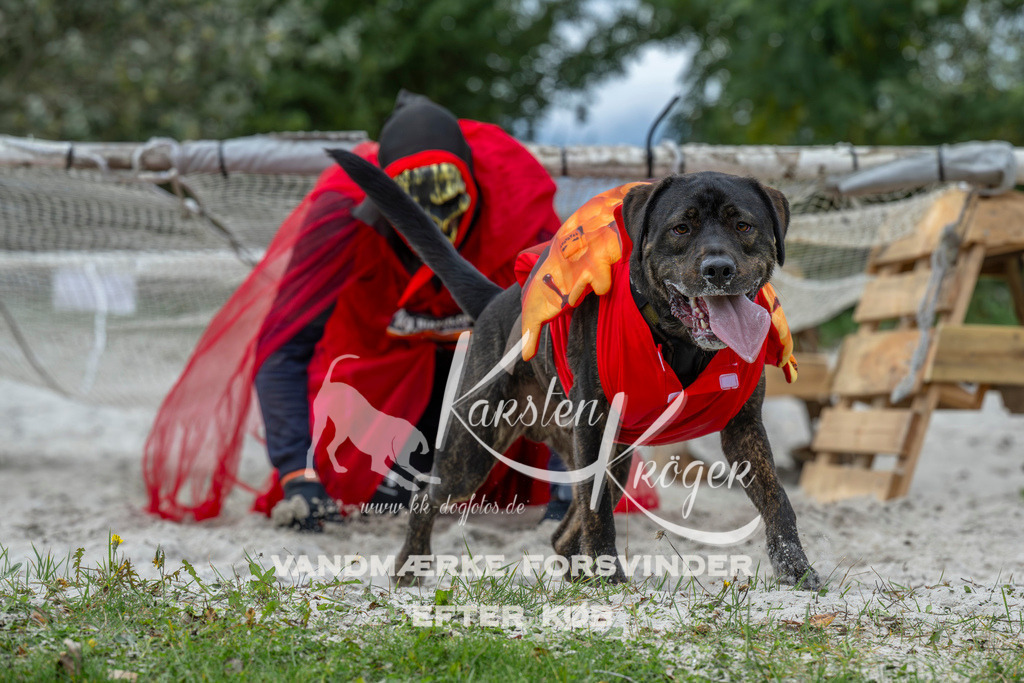 1023_ZZ93907 | kk-dogfotos