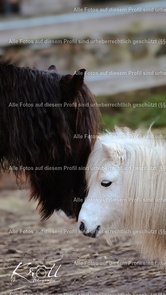 Photo_1736185862584 | krollfotografie - Realisiert mit Pictrs.com