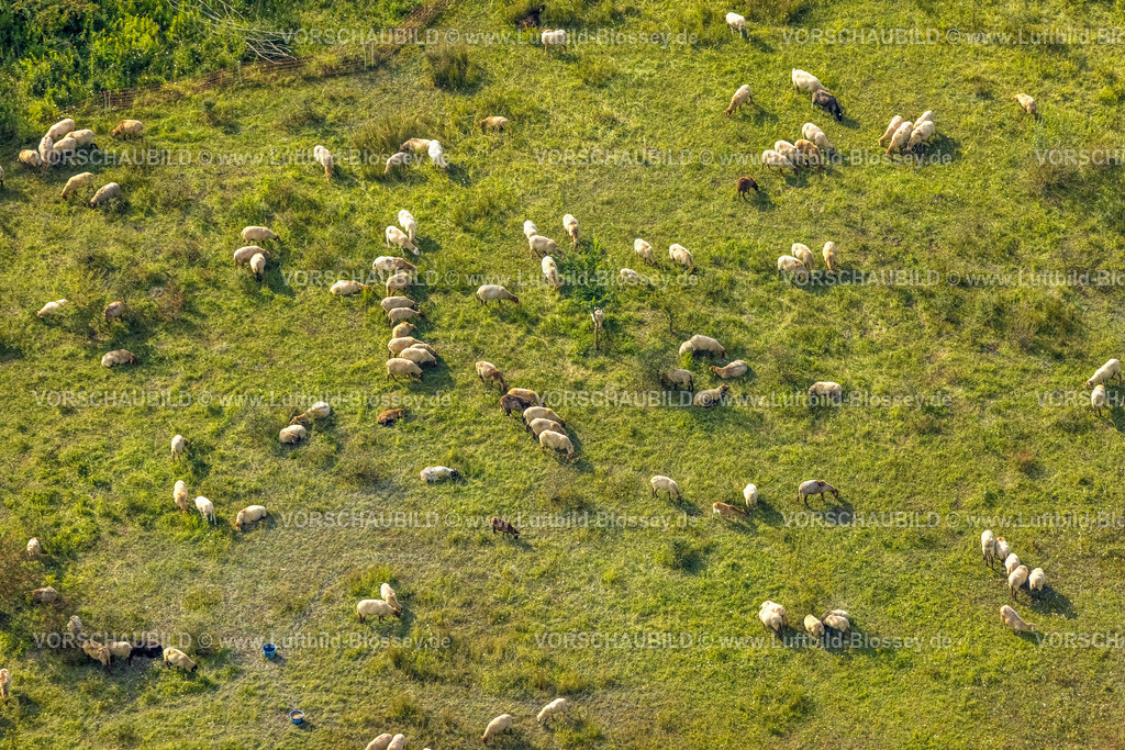 Beckum230805218 | Luftbild, Grasende Schafe auf grüner Wiese an der Oelder Straße, Beckum, Münsterland, Nordrhein-Westfalen, Deutschland