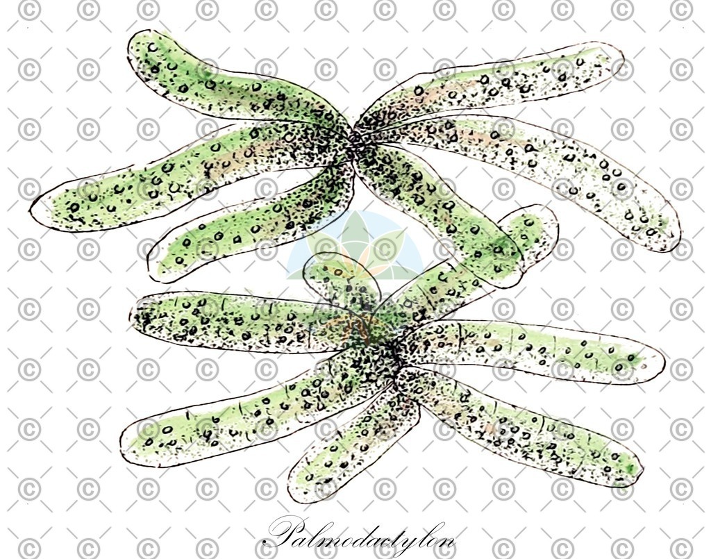 HistAbb_wfo-0001147301_1_ENZY_Simple | Historische Abbildung von Palmodactylon - Hormotilaceae (0) | Historical Illustration of Palmodactylon - Hormotilaceae (0)