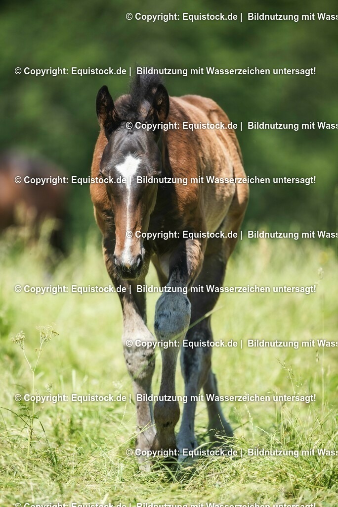 20210617_Fohlen_0104 | Foto: Thomas Hartig