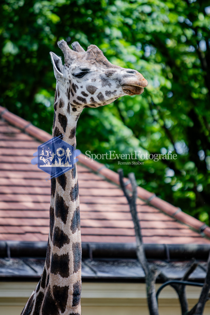 IMG_6763 | SportEventFotografie - Roman Stoiber