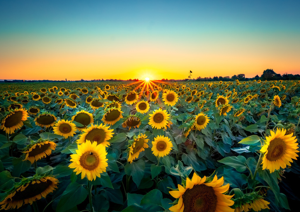MPI_Blüten_0008 | Sonnenblumenfeld bei Altenheim - Realisiert mit Pictrs.com
