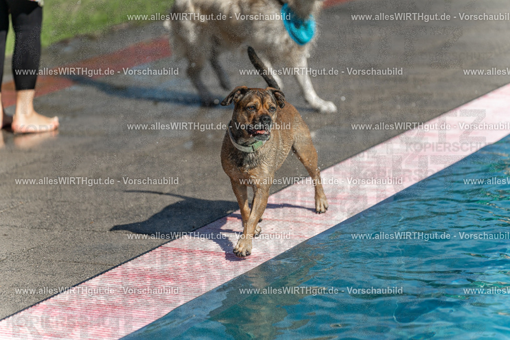Hundeschwimmen_Volksbad_2026-allesWIRTHgut_Tierfotografie-2609061122-103221-7R509587 | Professionelle Tierfotografie in Mönchengladbach von Daniel Wirth (allesWIRTHgut). Liebevolle & natürliche Bilder von Hunden & Katzen für unvergessliche Erinnerungen.