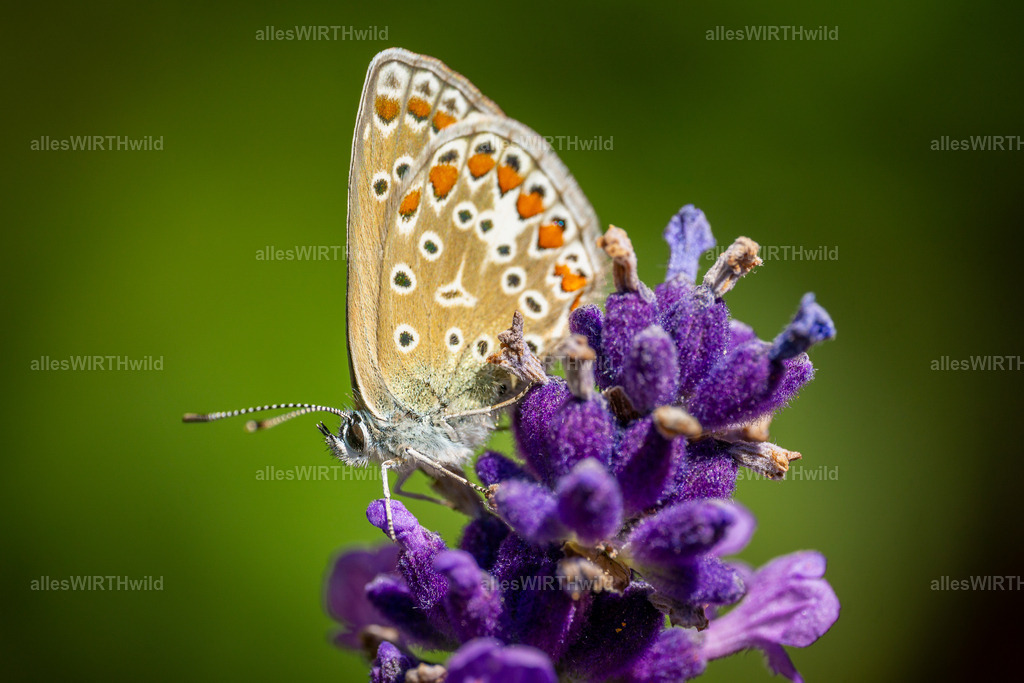 Hauhechel-Bläuling | Entdecke die faszinierende Welt der Natur- und Wildlife-Fotografie von Daniel und Bärbel. Inspirierende Bilder von wilden Tieren und kleinen Naturwundern.