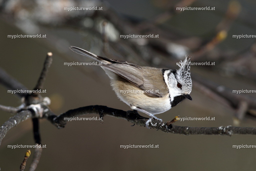 Haubenmeise-005 | Das Bilderarchiv über Tiere, Planzen und Landschaften. In der Bilddatenbank finden Sie ein große Auswahl an hochwertigen Bilder für Ihre Werbung - Realisiert mit Pictrs.com