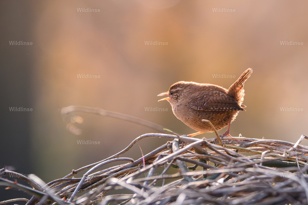Wildlinse-240309-1 | Willkommen bei Wildlinse. Wildtierfotografien aus Schleswig-Holstein: Entdecke einzigartige Fine-Art-Prints und Poster, die Ruhe, Wildnis und die Schönheit unserer heimischen Tierwelt in dein Zuhause bringen. - Realisiert mit Pictrs.com