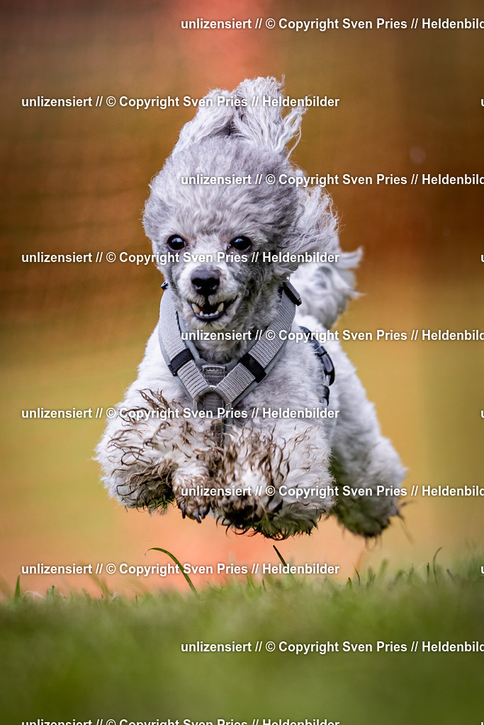 Sven Pries | 2024-04-21 - Hunderennen Baden-Oos
Foto: Sven Pries - Realisiert mit Pictrs.com