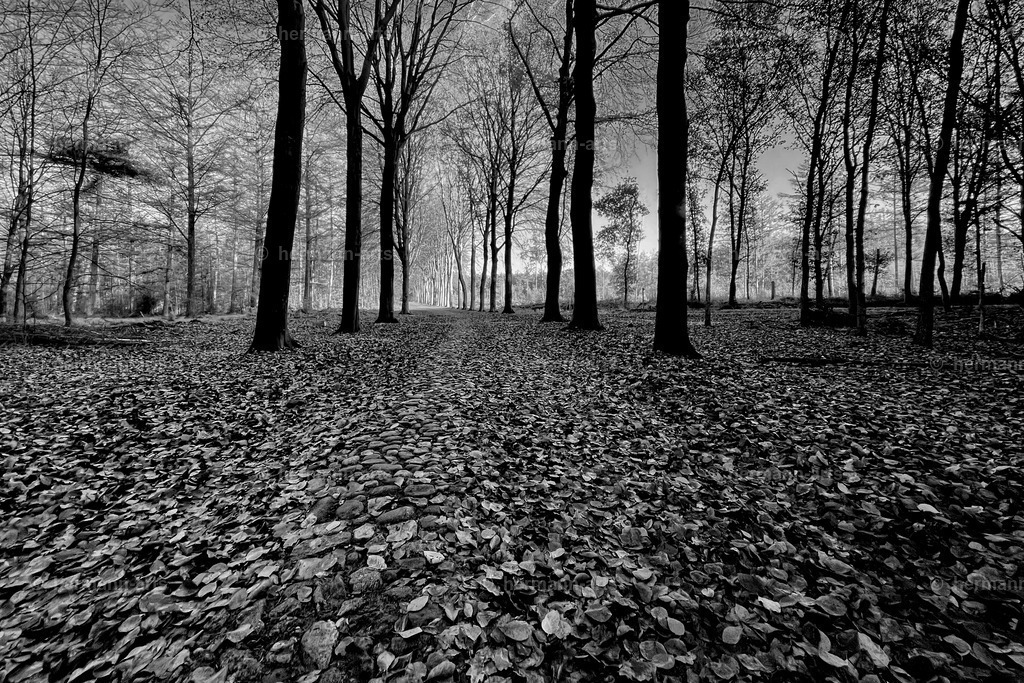 Trees_fine_Art_0050 | Photo Foto Kunst Art schwarzweiss Bilder Rheine Münster Berlin Blumen 