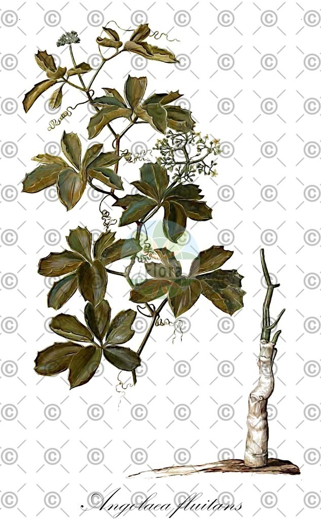 HistAbb_wfo-0000536542_407_ENZY_Simple | Historische Abbildung von Angolaea fluitans - Podostemaceae | Historical Illustration of Angolaea fluitans - Podostemaceae