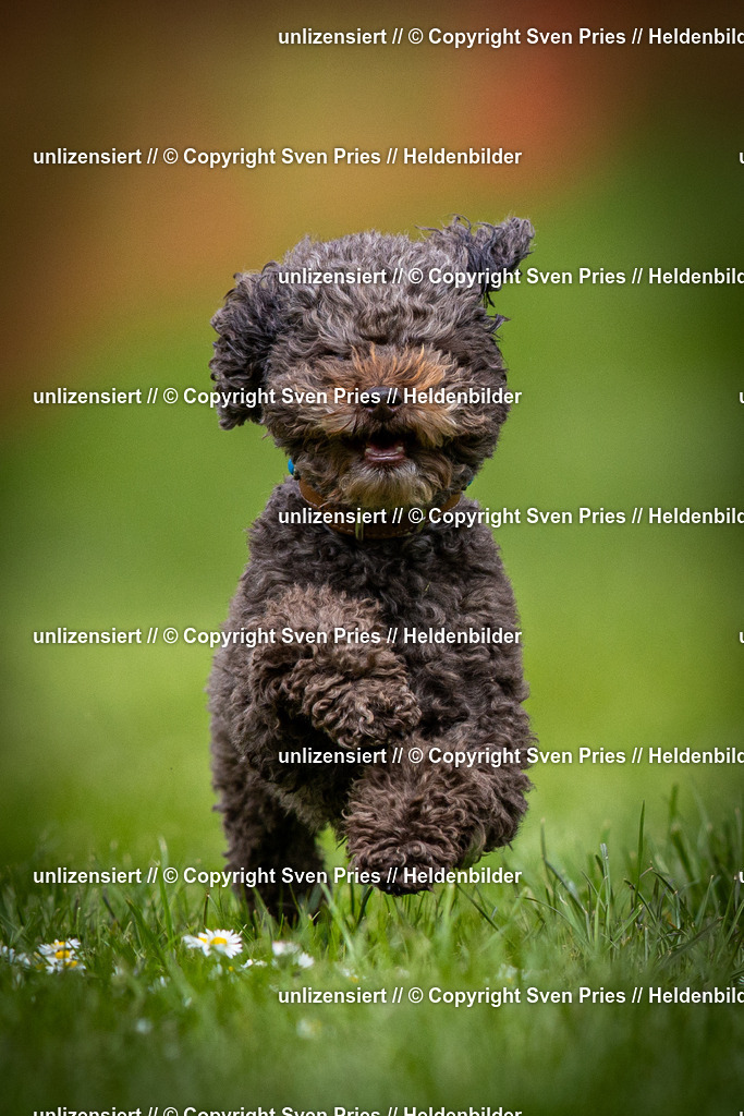 Sven Pries | 2025-04-13 - Hunderennen Baden-Baden - Realisiert mit Pictrs.com