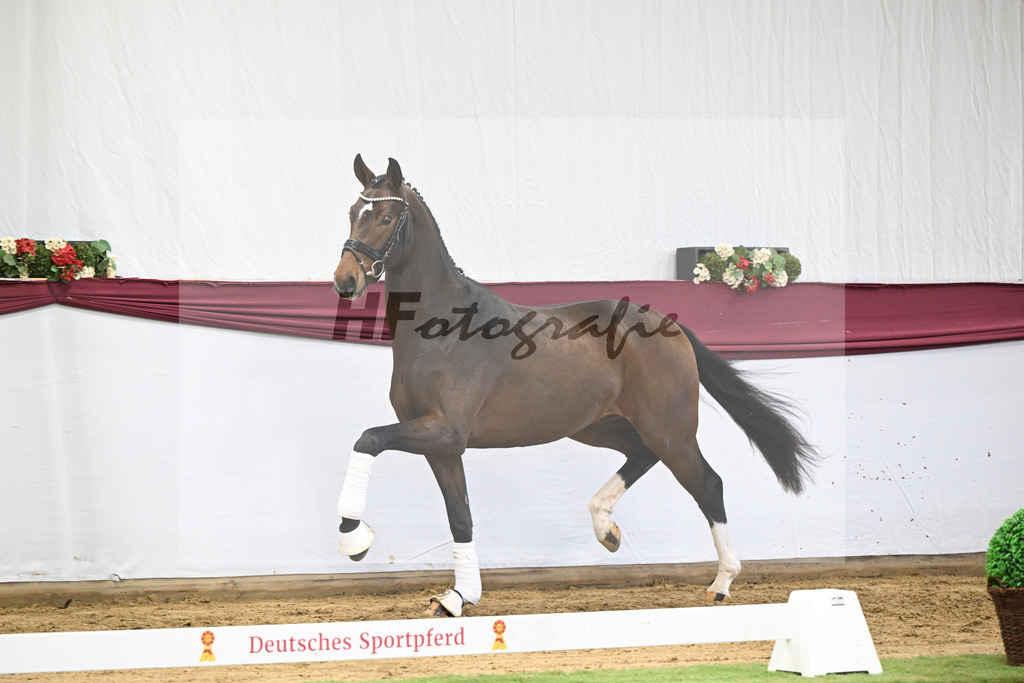 Kat-Nr. 35 Va Bene x San Amour I_Gestuet Greim_47251208 | hf-fotografie - Realisiert mit Pictrs.com