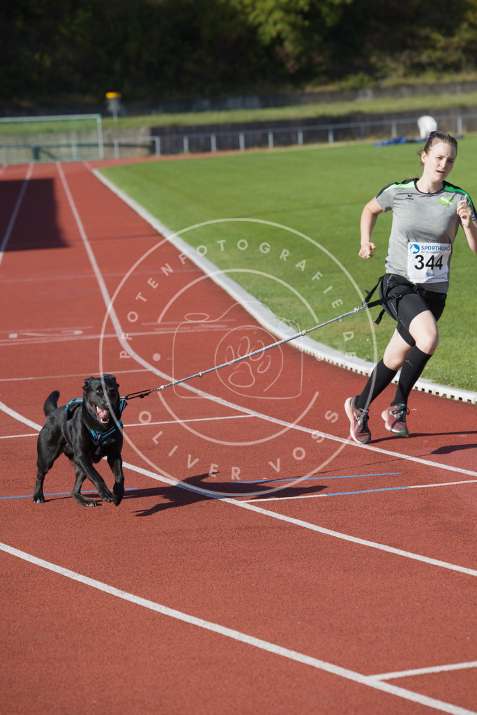 0L8A9278 | Hundefotografie, Tierfotograf, Pfotenfotografie, Fotoshooting Hund, Hunde Portrait, Hundesport, Hundeportraits, Heideshooting, Hunde, Sportfotograf, Hundefotograf, Turnierhundsport, THS,  - Realisiert mit Pictrs.com