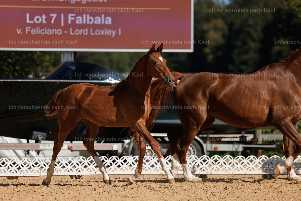 _AM19154 | working equitationturnier fotograf videograf stoibphotography marixx film working equitation deutschland reitsport turnierfotografie eventfotografie equestrian events