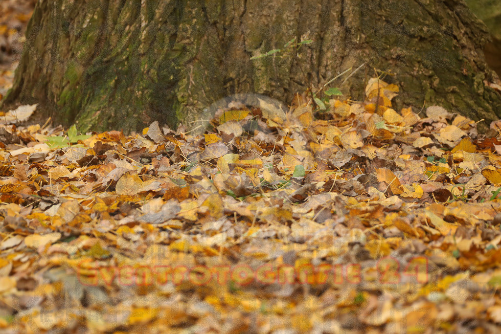 221127_1117_EX2_3017 | Sport- und Eventfotografie