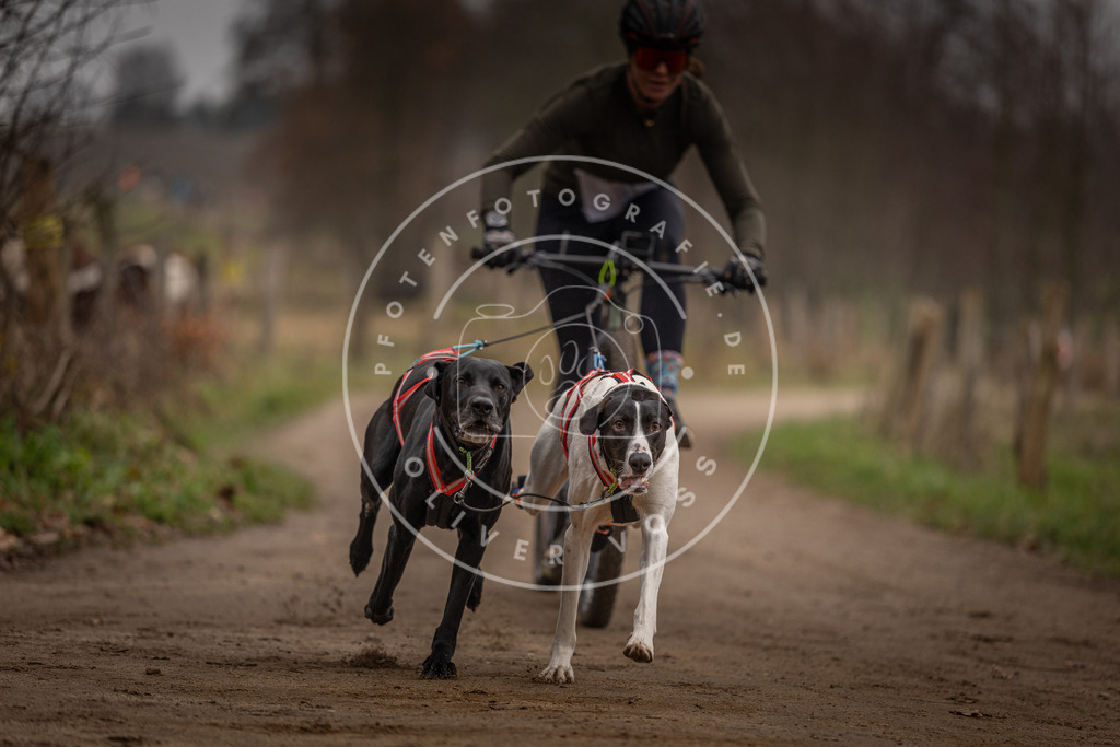 Pfotenfotografie_DV3A3171 | Hundefotografie, Tierfotograf, Pfotenfotografie, Fotoshooting Hund, Hunde Portrait, Hundesport, Hundeportraits, Heideshooting, Hunde, Sportfotograf, Hundefotograf, Turnierhundsport, THS,  - Realisiert mit Pictrs.com