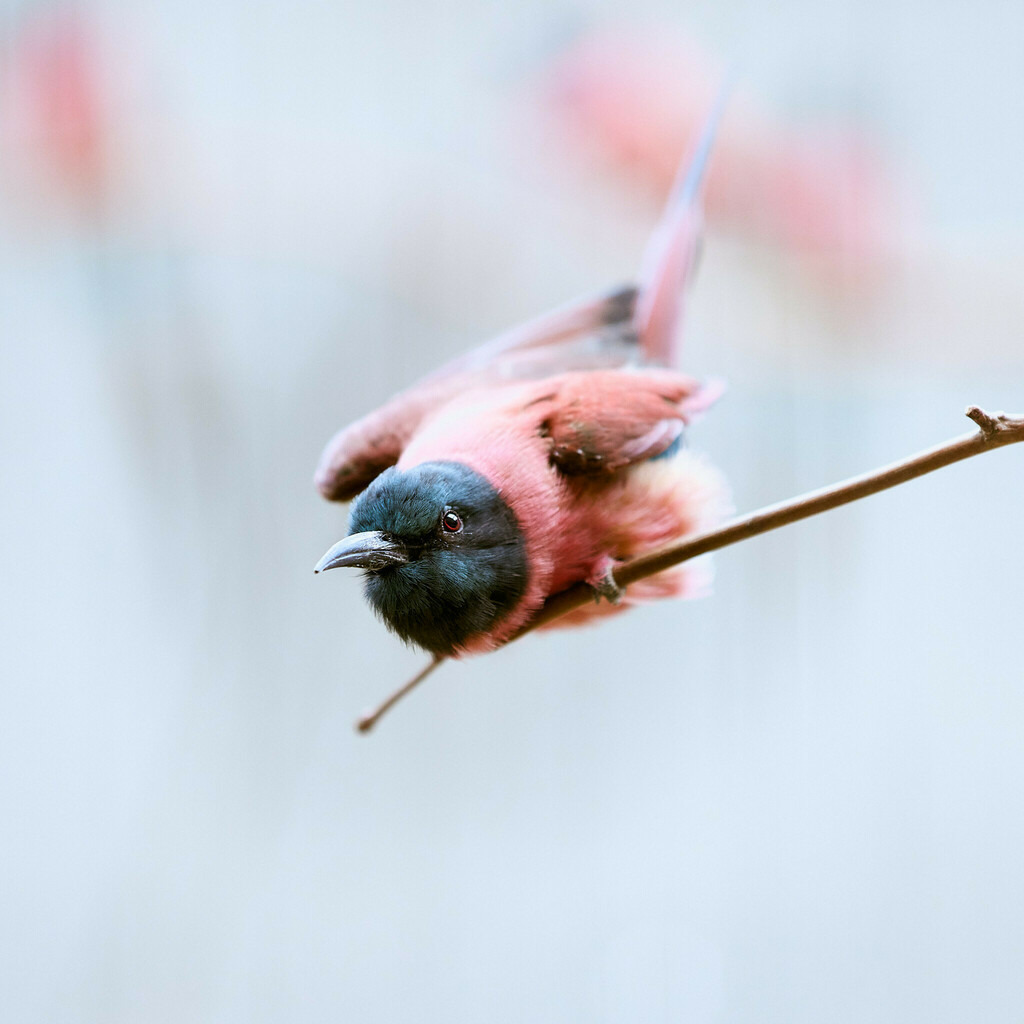 2023_07_27 Basel Zoli (110) | Peter Fridle Fotografie - Realisiert mit Pictrs.com