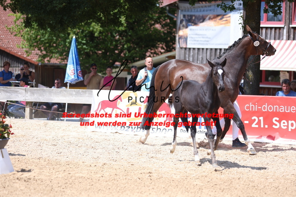 Fohlenschau_Schwäbisch_Hall_springbetonte_Fohlen_KN 34_12 | lmwpictures - Realisiert mit Pictrs.com