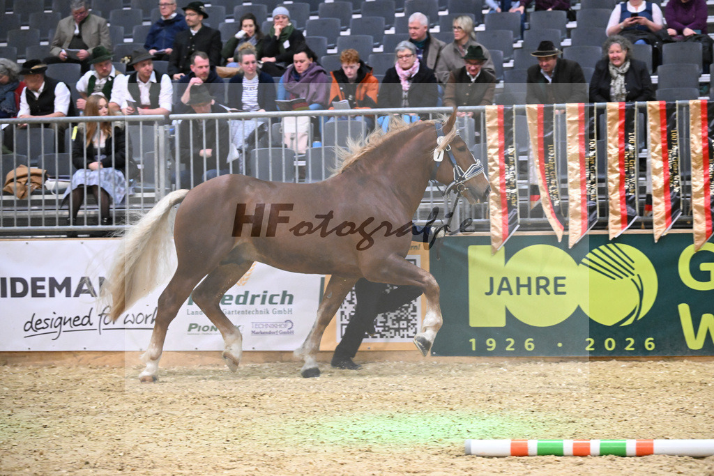 Kat-Nr. 7 Rivaldo v. Rivero_HLG Schwaiganger_1260138 | hf-fotografie - Realisiert mit Pictrs.com
