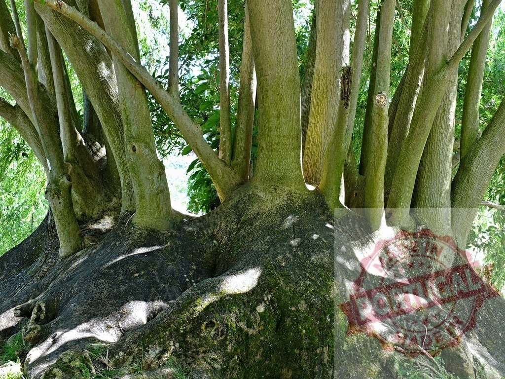 Old tree trunk with multiple green branches growing upwards | Old tree showing its complex root system and many trunks emerging from the base - Realisiert mit Pictrs.com