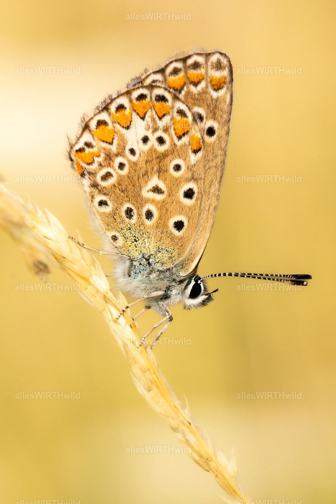 Bläuling 2 | Entdecke die faszinierende Welt der Natur- und Wildlife-Fotografie von Daniel und Bärbel. Inspirierende Bilder von wilden Tieren und kleinen Naturwundern.