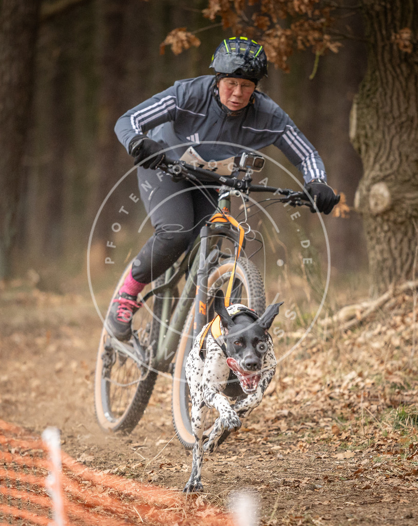 Pfotenfotografie_DV3A2784 | Hundefotografie, Tierfotograf, Pfotenfotografie, Fotoshooting Hund, Hunde Portrait, Hundesport, Hundeportraits, Heideshooting, Hunde, Sportfotograf, Hundefotograf, Turnierhundsport, THS,  - Realisiert mit Pictrs.com