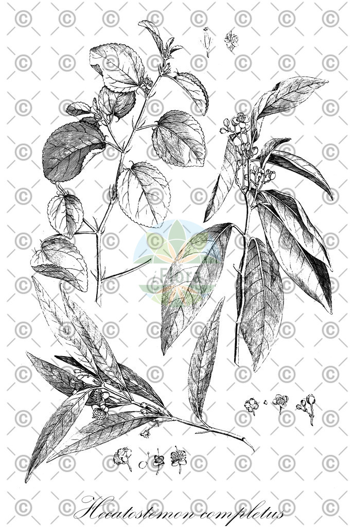 HistAbb_wfo-0001109142_1_ENZY_Simple | Historische Abbildung von Hecatostemon completus - Salicaceae | Historical Illustration of Hecatostemon completus - Salicaceae