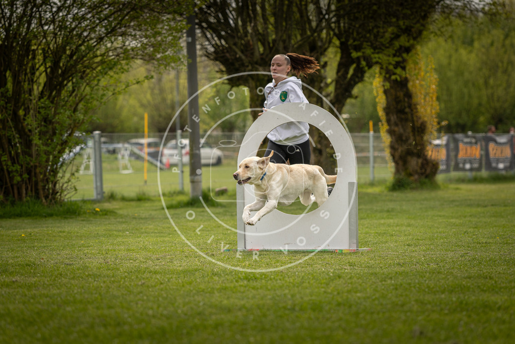Pfotenfotografie_DV3A6571 | Hundefotografie, Tierfotograf, Pfotenfotografie, Fotoshooting Hund, Hunde Portrait, Hundesport, Hundeportraits, Heideshooting, Hunde, Sportfotograf, Hundefotograf, Turnierhundsport, THS,  - Realisiert mit Pictrs.com