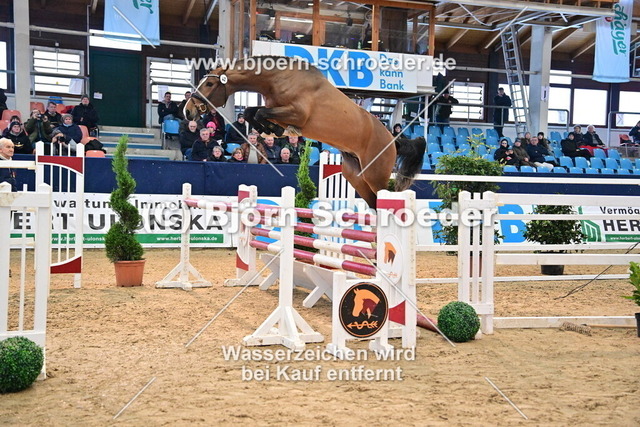 42_Luigi D_Eclipse - Carembar de Muze_967_3882 | Björn Schroeder Pferdefotografie
