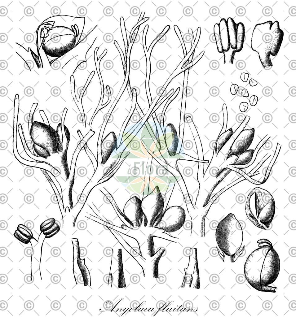 HistAbb_wfo-0000536542_344_ENZY_Simple | Historische Abbildung von Angolaea fluitans - Podostemaceae | Historical Illustration of Angolaea fluitans - Podostemaceae