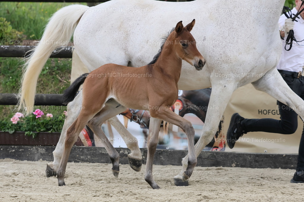 TrakFohlenschHennef17052025MC3H5A6878B | Pferdefotos online bestellen - Realisiert mit Pictrs.com