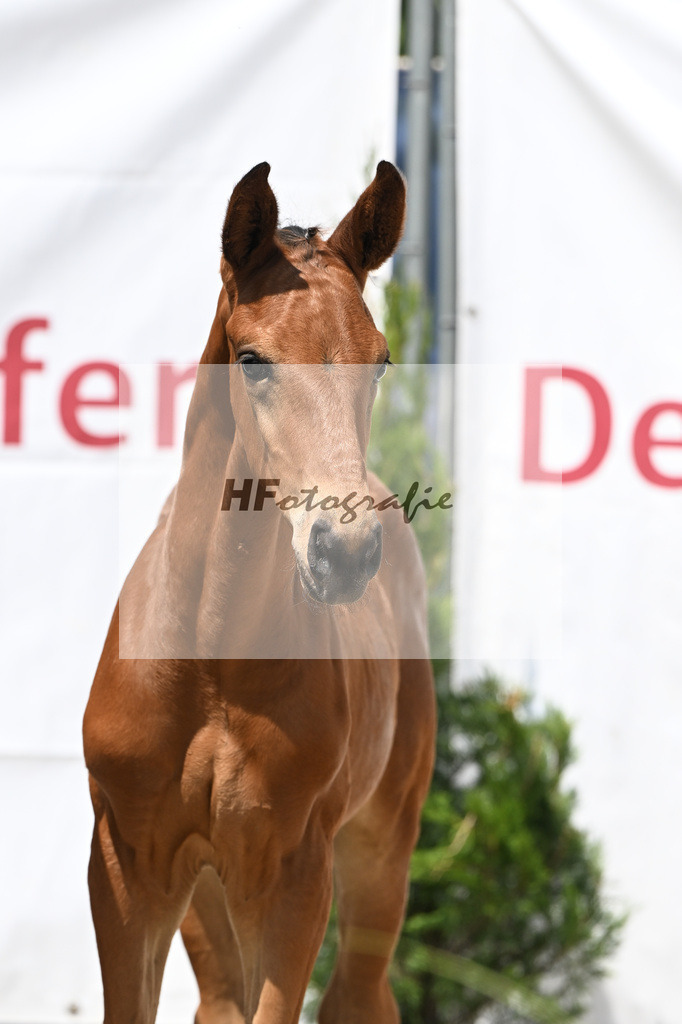 Entertainer Number One x Vaderland_HF_Braig u Meyer_12250763 | hf-fotografie - Realisiert mit Pictrs.com