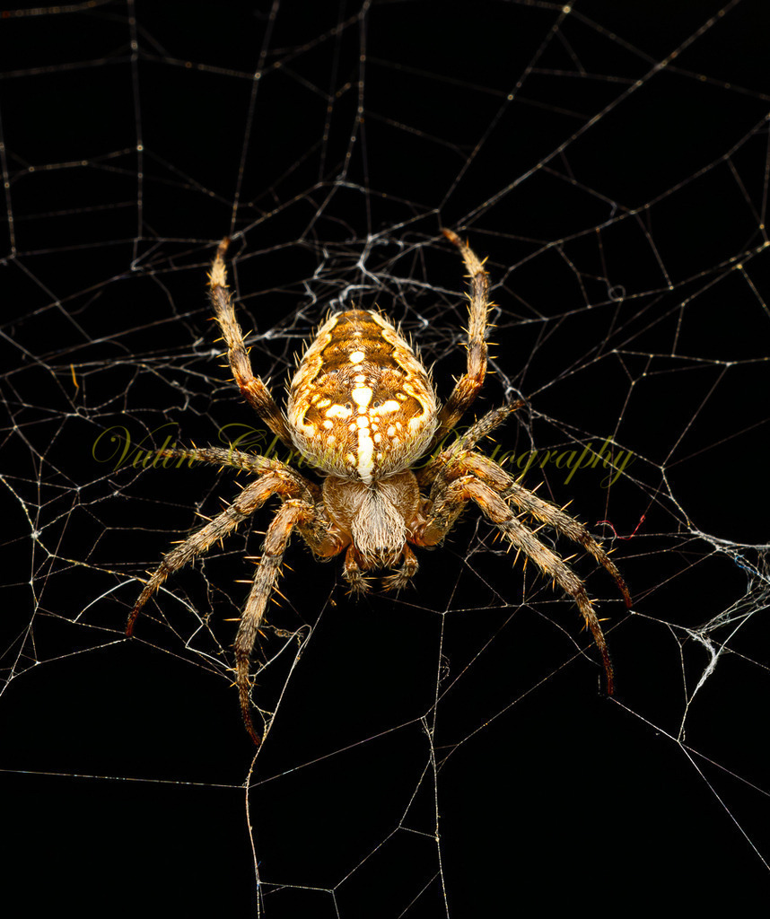 P 7 | Christian Vulin  - Realisiert mit Pictrs.com