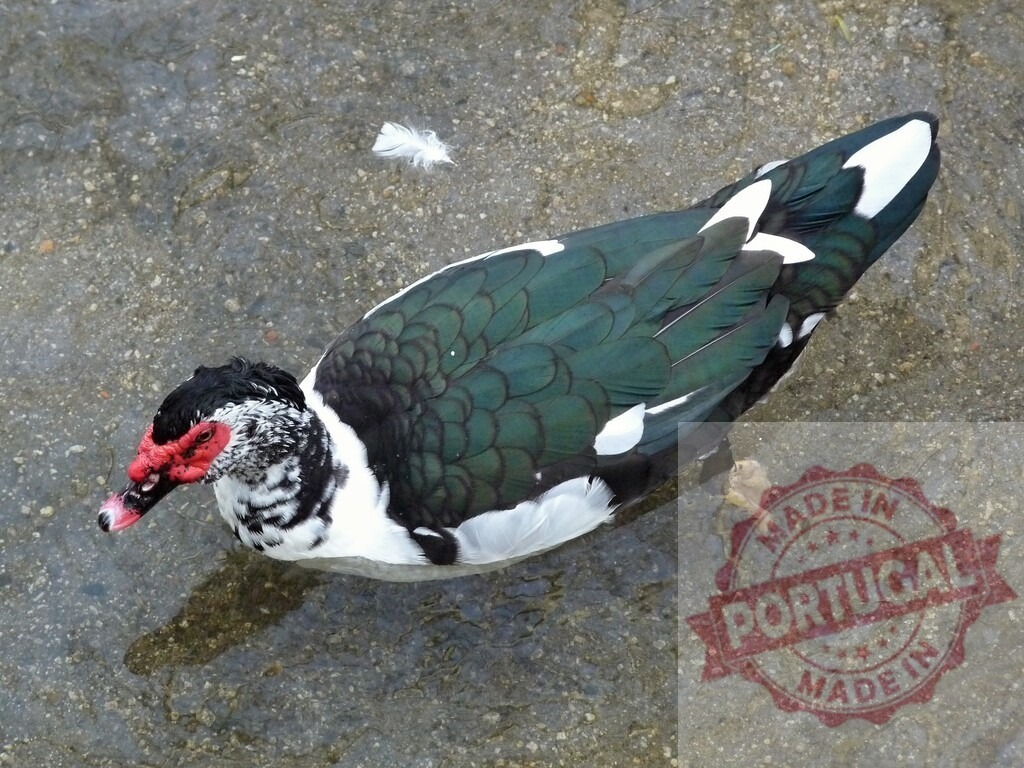 Muscovy duck standing in shallow water | Muscovy duck with iridescent green feathers and red caruncles standing in shallow water - Realisiert mit Pictrs.com