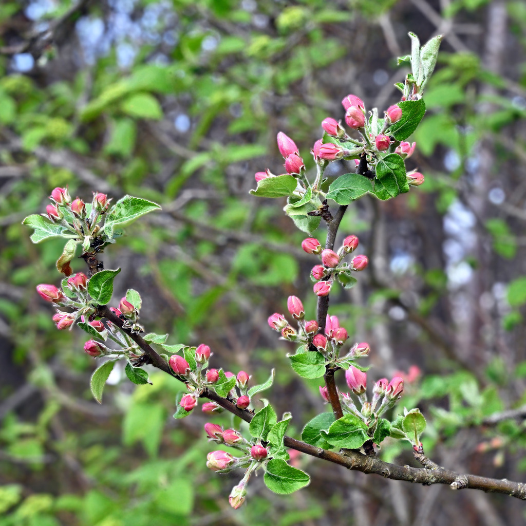 Apfelblüten01q - Kopie (2) - Kopie | lucisnaturbilder - Realisiert mit Pictrs.com
