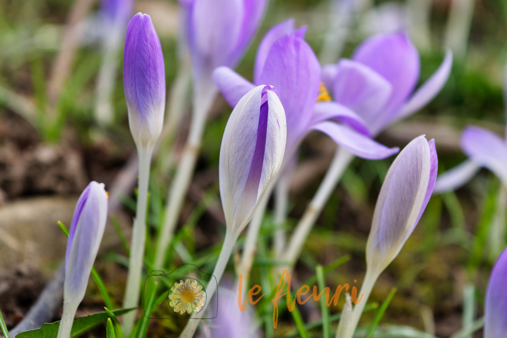 DSC_0208-NEF_DxO_PRIME (1) | Dies ist der Shop von Florian Blum - le fleuri. Langenthal, Bern, SchweizSie können hier meine oder ihre eigenen Fotos als Fotoprodukte kaufen. Tassen, Schlüsselanhänger, Taschen etc. können Sie hier gestalten.  - Realisiert mit Pictrs.com