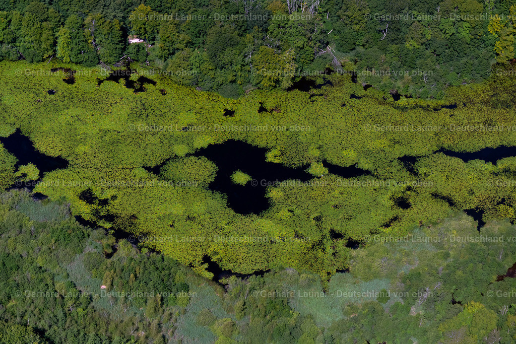 4037551 | Biotop bei Flensburg