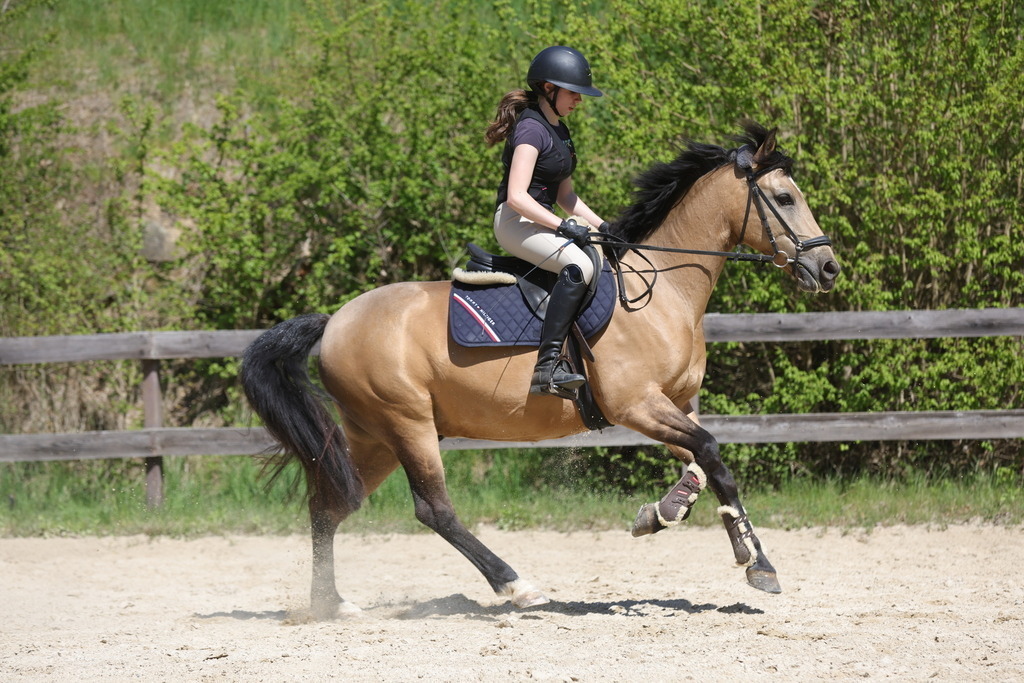 0P6A8876 | Willkommen bei Brunnmayr - Design & Fotografie – Ihrem Spezialisten für Reitturniere und Pferdeveranstaltungen in Oberösterreich, Salzburg und Bayern! Seit über 17 Jahren sind wir leidenschaftlich dabei.
