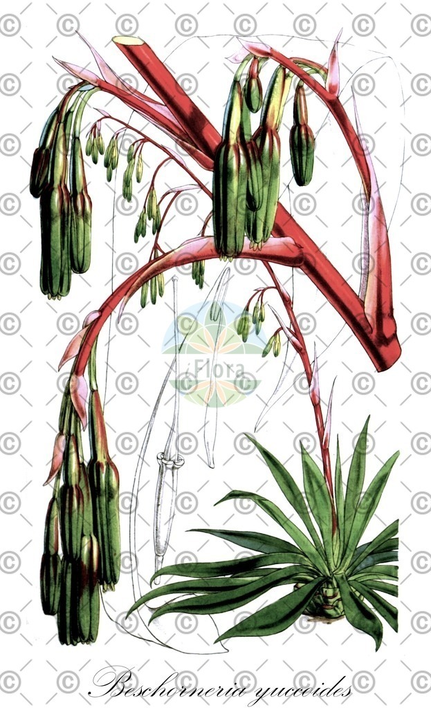 HistAbb_wfo-0000564748_1_ENZY_Simple | Historische Abbildung von Beschorneria yuccoides - Asparagaceae | Historical Illustration of Beschorneria yuccoides - Asparagaceae