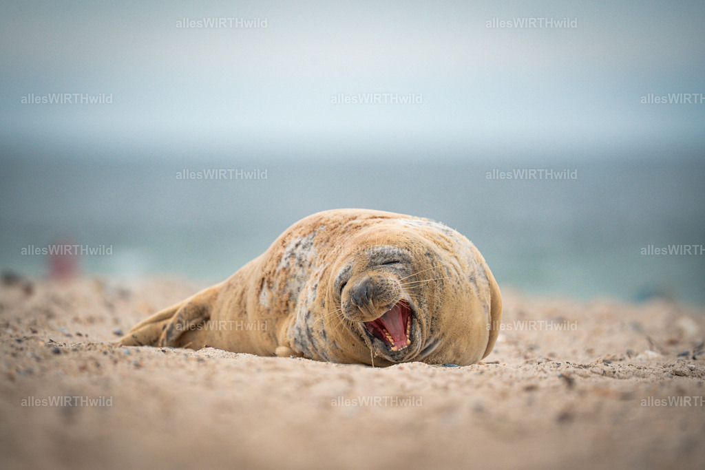allesWIRTHwild.de - 7IV04754 | Entdecke die faszinierende Welt der Natur- und Wildlife-Fotografie von Daniel und Bärbel. Inspirierende Bilder von wilden Tieren und kleinen Naturwundern.