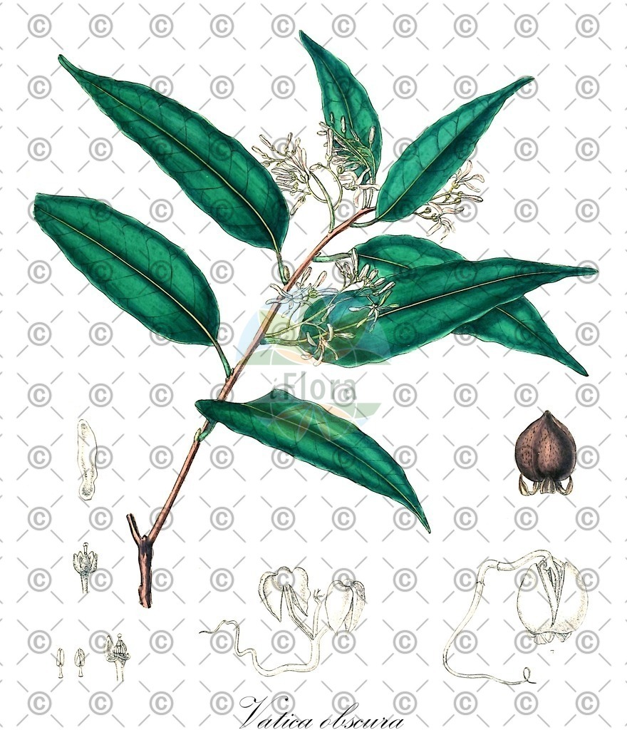 HistAbb_7Q67H_4_ENZY_Simple | Historische Abbildung von Vatica obscura - Dipterocarpaceae | Historical Illustration of Vatica obscura - Dipterocarpaceae