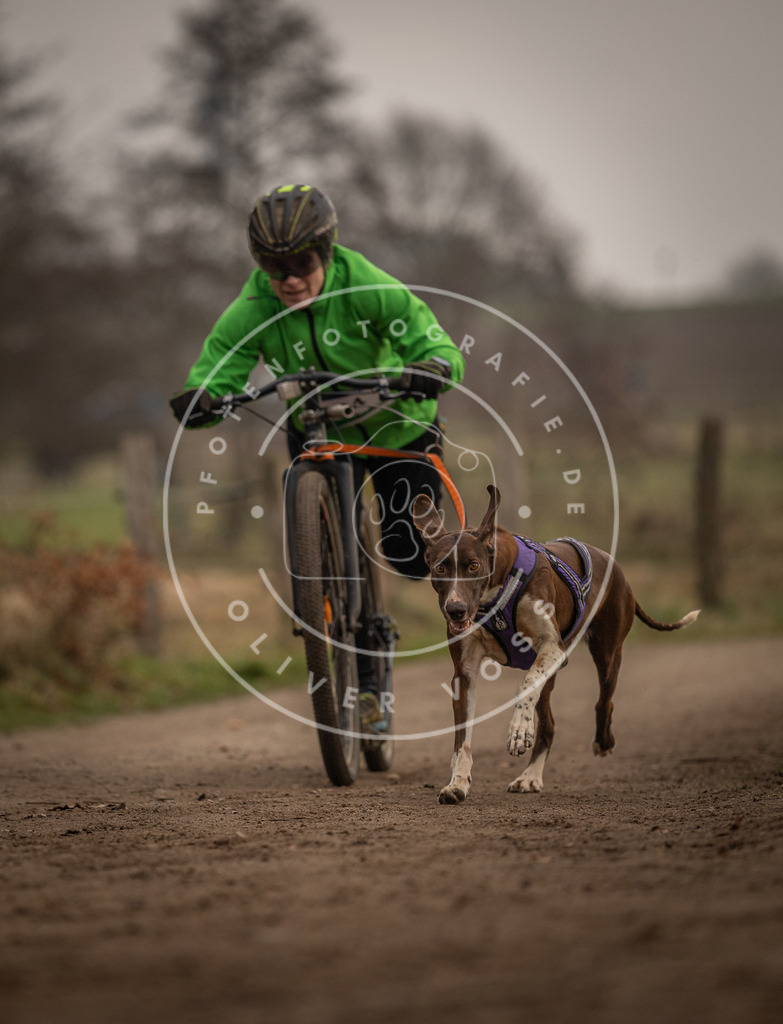 Pfotenfotografie_DV3A4041 | Hundefotografie, Tierfotograf, Pfotenfotografie, Fotoshooting Hund, Hunde Portrait, Hundesport, Hundeportraits, Heideshooting, Hunde, Sportfotograf, Hundefotograf, Turnierhundsport, THS,  - Realisiert mit Pictrs.com