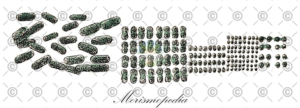 HistAbb_wfo-0001297305_1_ENZY_Simple | Historische Abbildung von Merismopedia - Chroococcaceae (0) | Historical Illustration of Merismopedia - Chroococcaceae (0)
