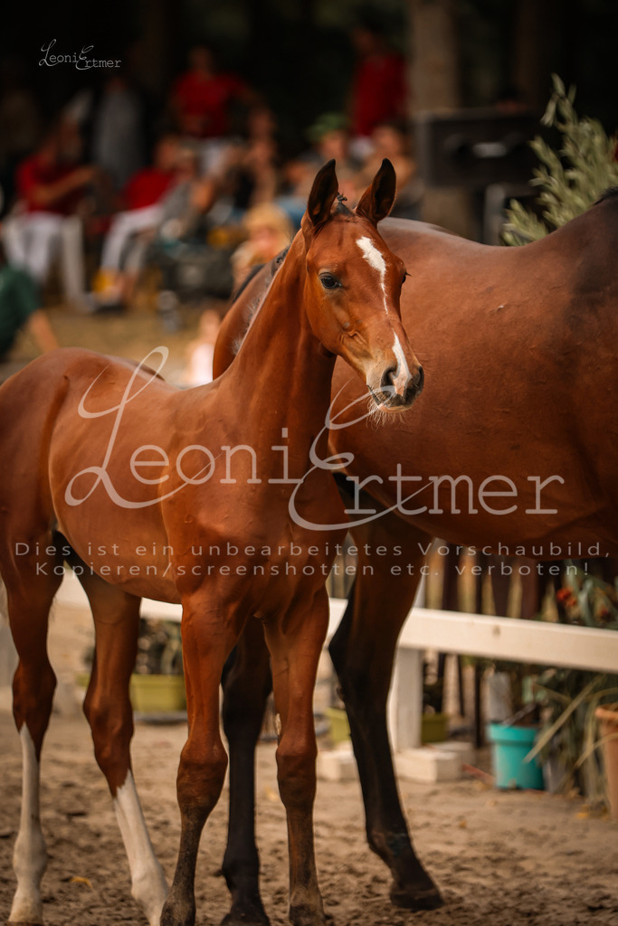 SaPA00222 | Leoni Ertmer Photography - Realisiert mit Pictrs.com