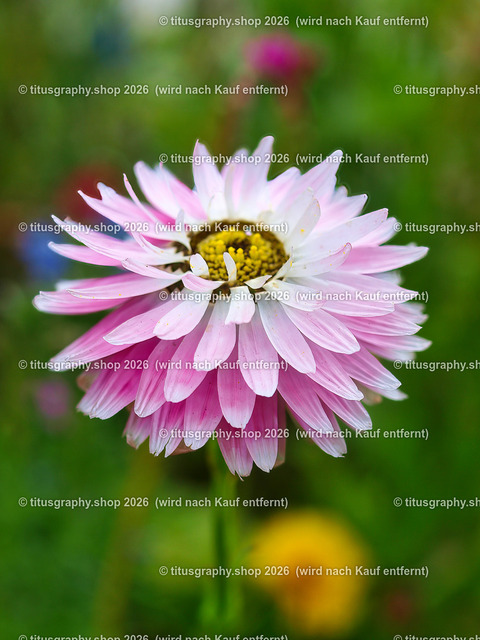 titusgraphy_P7173241-vz-ln | titusgraphy-shop: Geschenkideen mit Qualitätsfotos. titusgraphy-shop: gift ideas with quality photos. titusgraphy-shop: idées cadeaux avec photos de qualité.  - Realisiert mit Pictrs.com