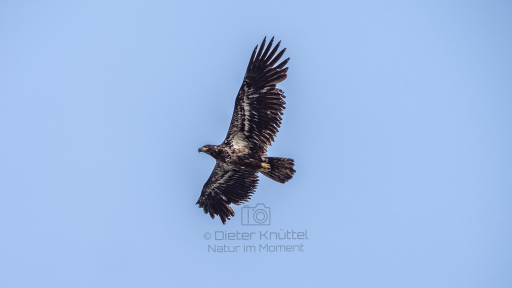 P1628591-LR | Natur im Moment - Realisiert mit Pictrs.com